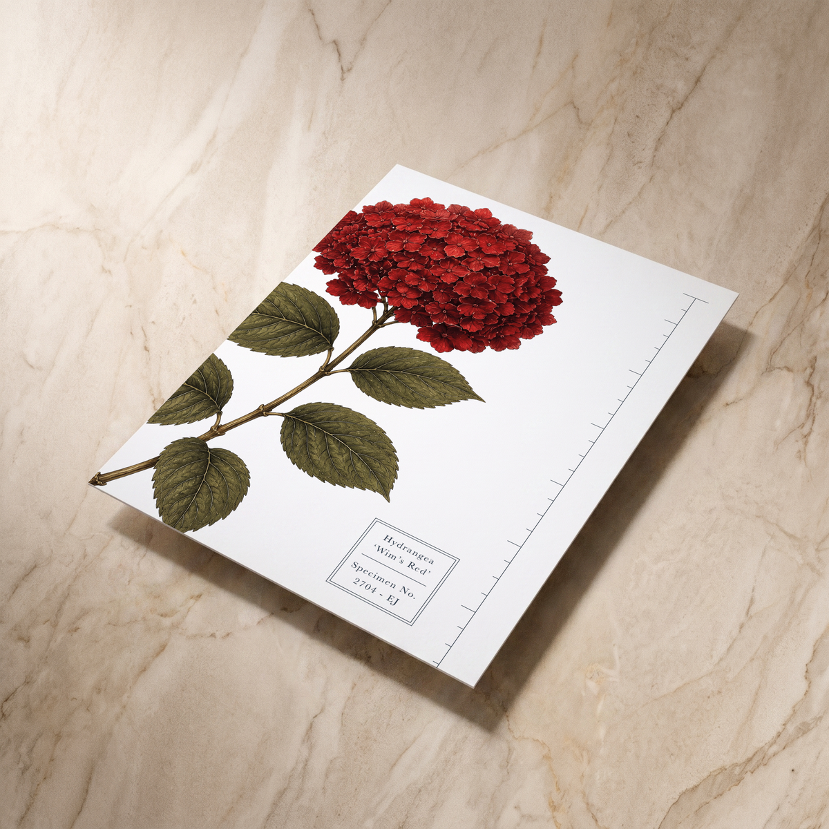 Botanist wedding invitation, angled reverse view