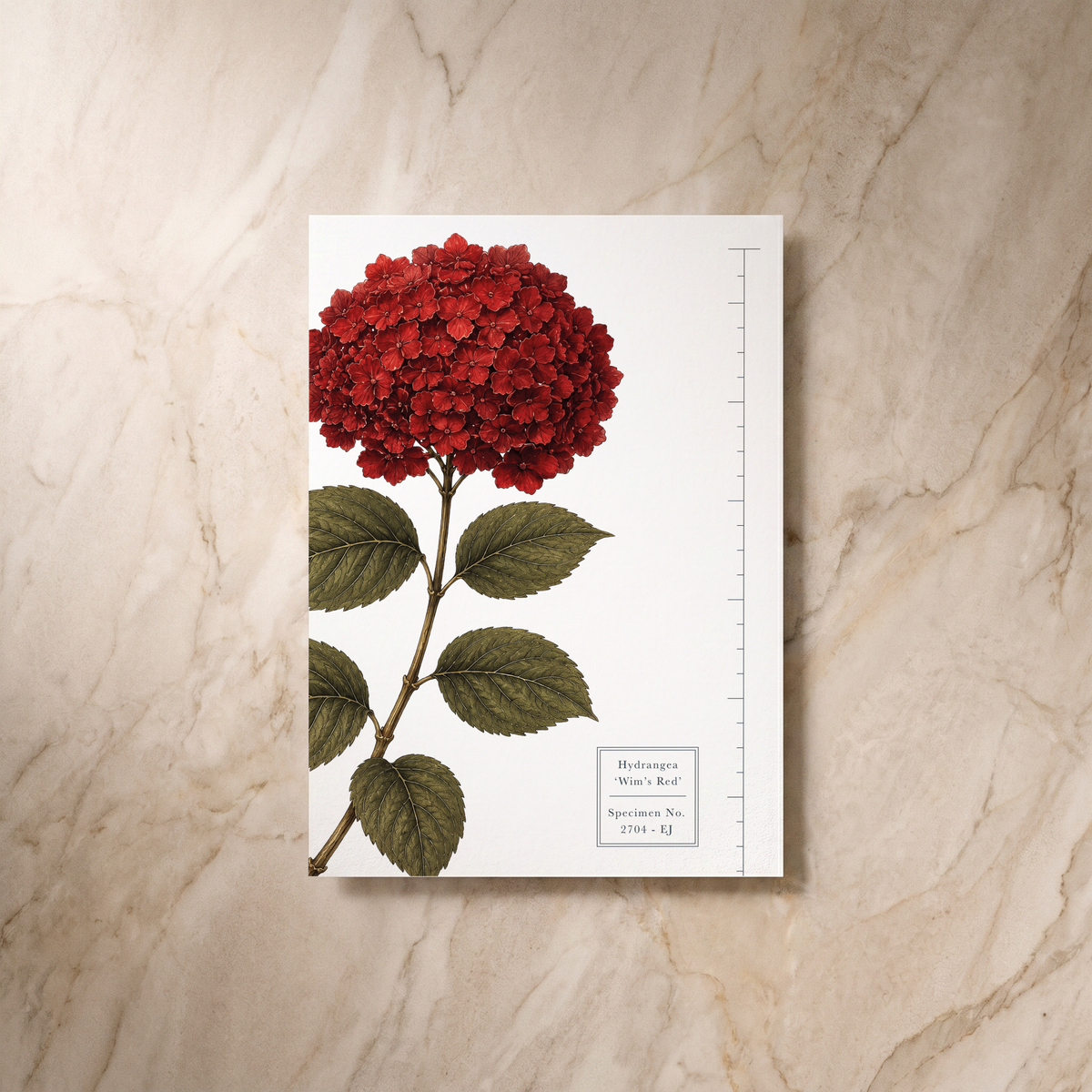 Botanist wedding invitation, reverse